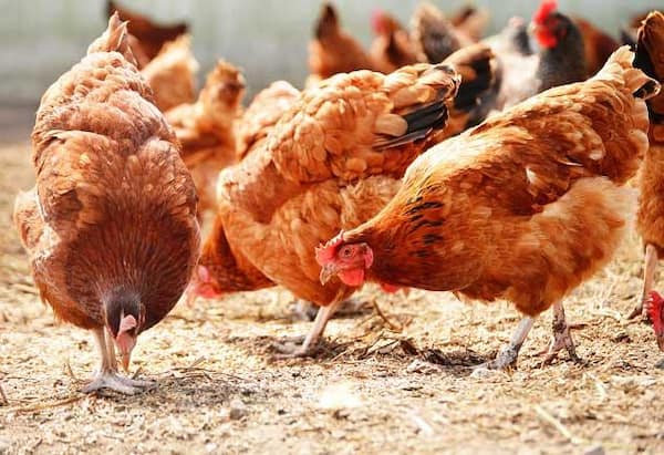 تصویر 1 از قیمت مکمل غذایی طیور با کیفیت ارزان + خرید عمده